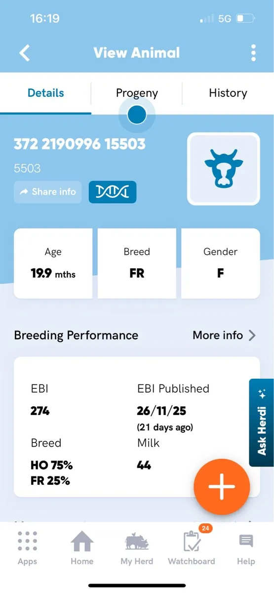 Dairy heifers - Image 2