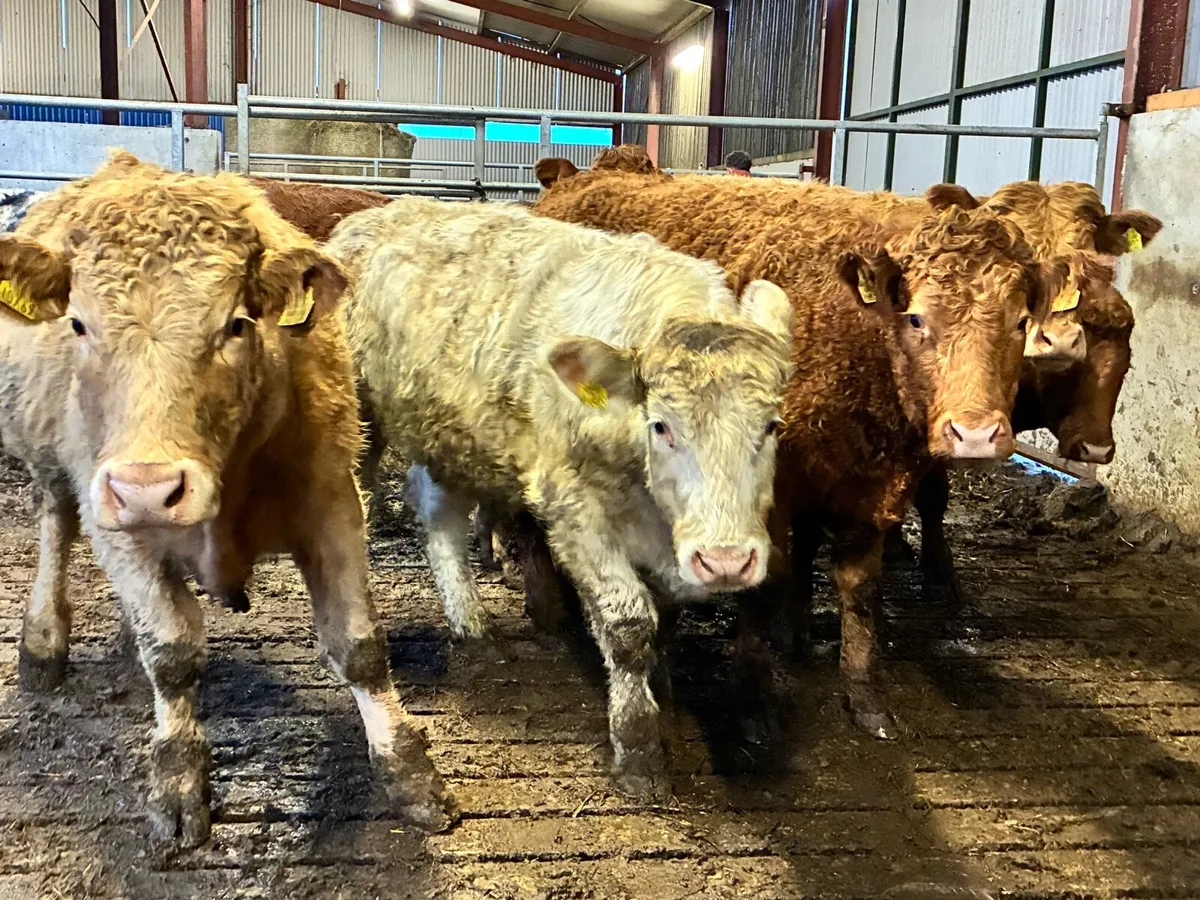8 smashing 450 kilo bullocks for sale - Image 1
