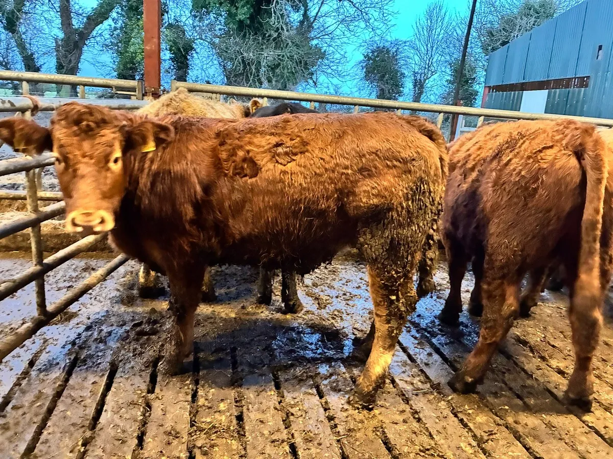 8 smashing 450 kilo bullocks for sale - Image 2