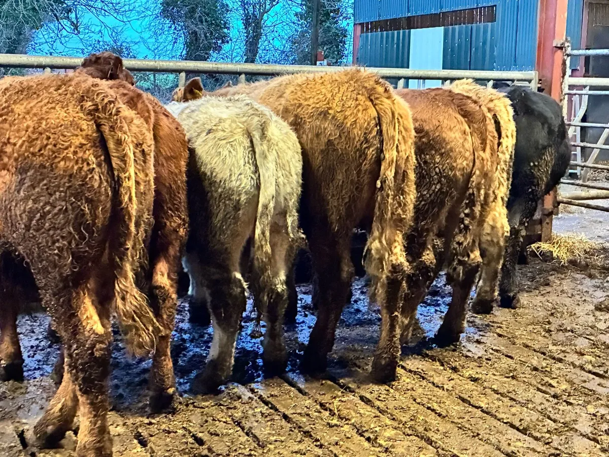 8 smashing 450 kilo bullocks for sale - Image 3