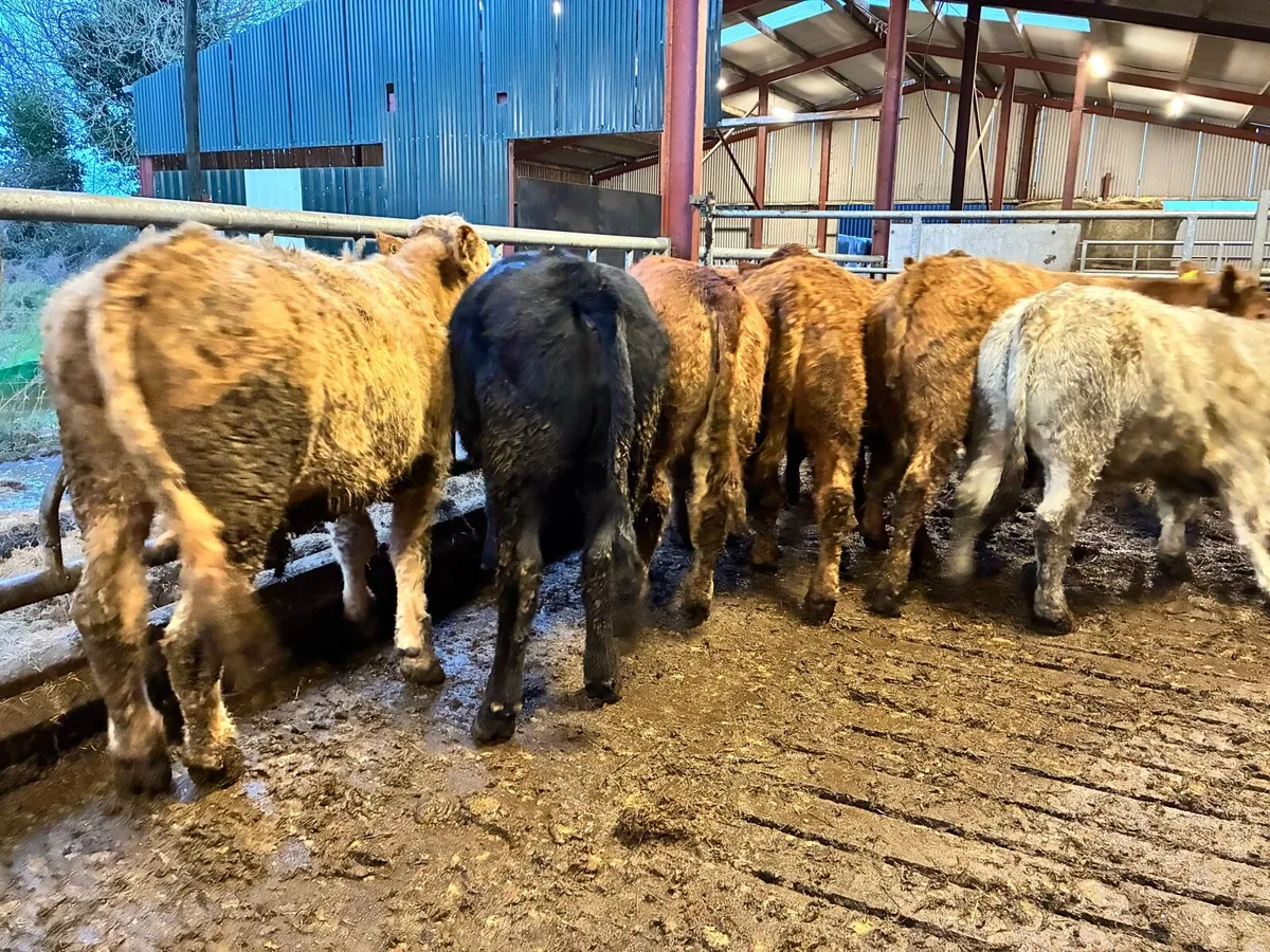 8 smashing 450 kilo bullocks for sale - Image 4