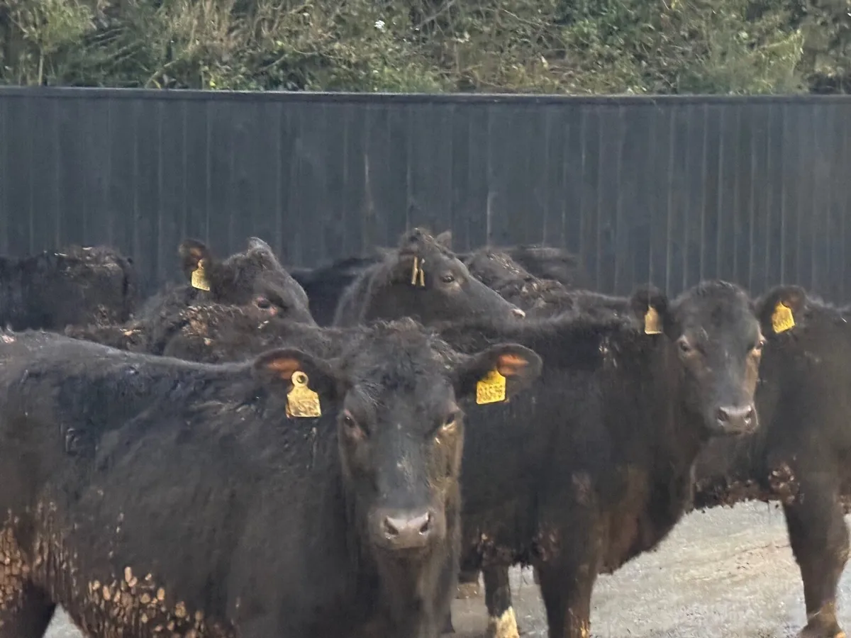 12 ABERDEEN ANGUS HEIFERS ( 300 KGS) - Image 1
