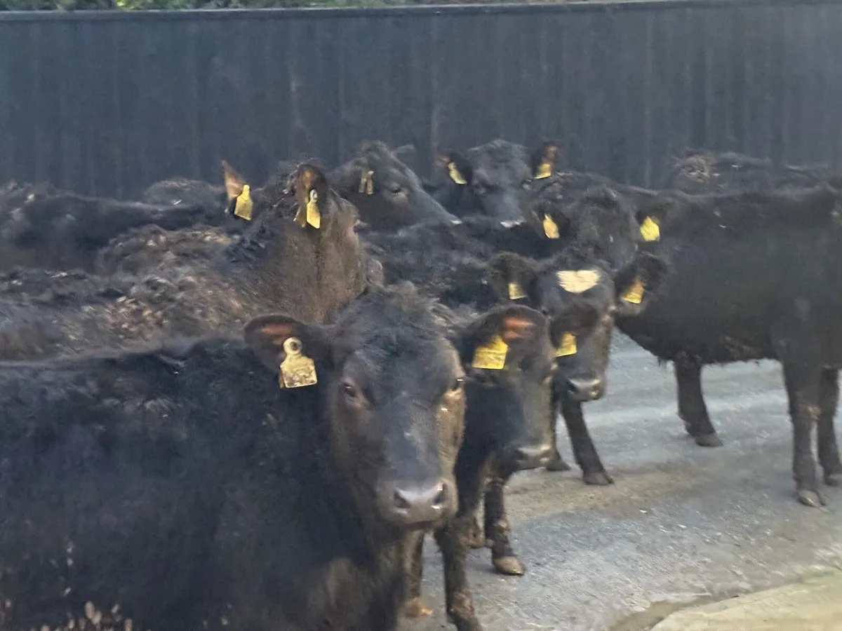 12 ABERDEEN ANGUS HEIFERS ( 300 KGS) - Image 2