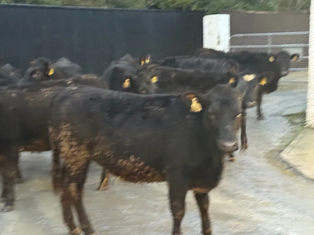 12 ABERDEEN ANGUS HEIFERS ( 300 KGS) - Image 3