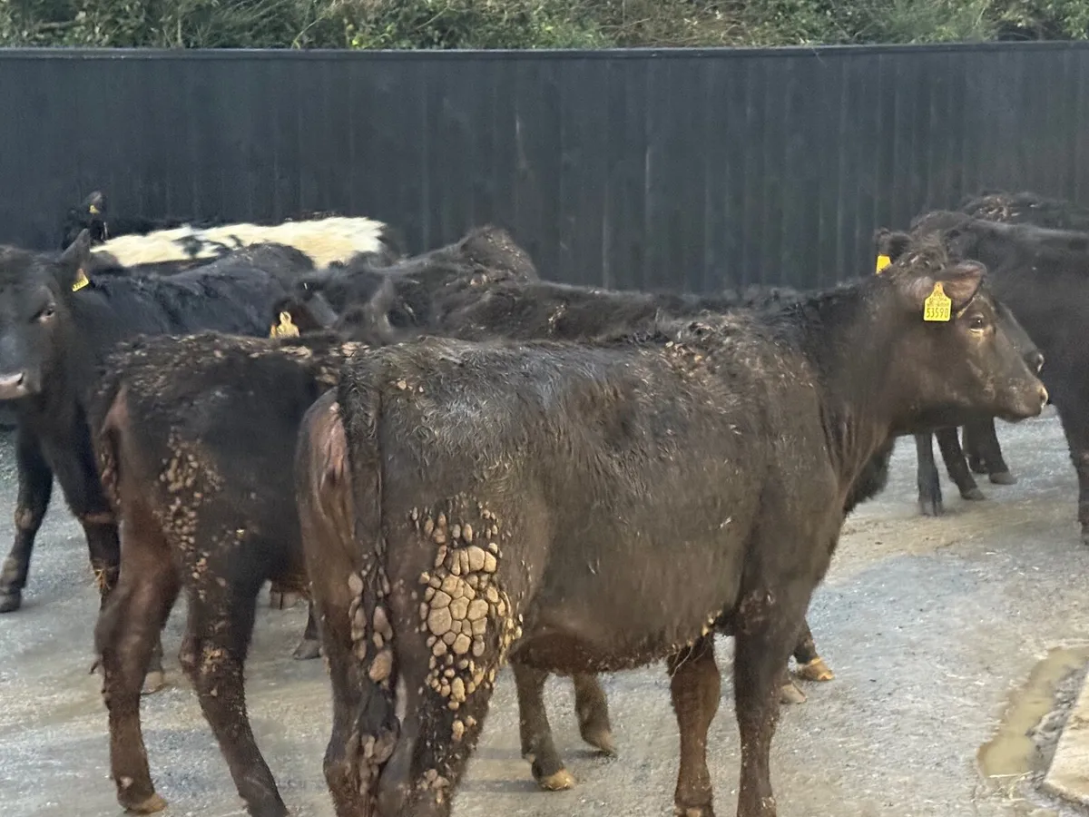 12 ABERDEEN ANGUS HEIFERS ( 300 KGS) - Image 4