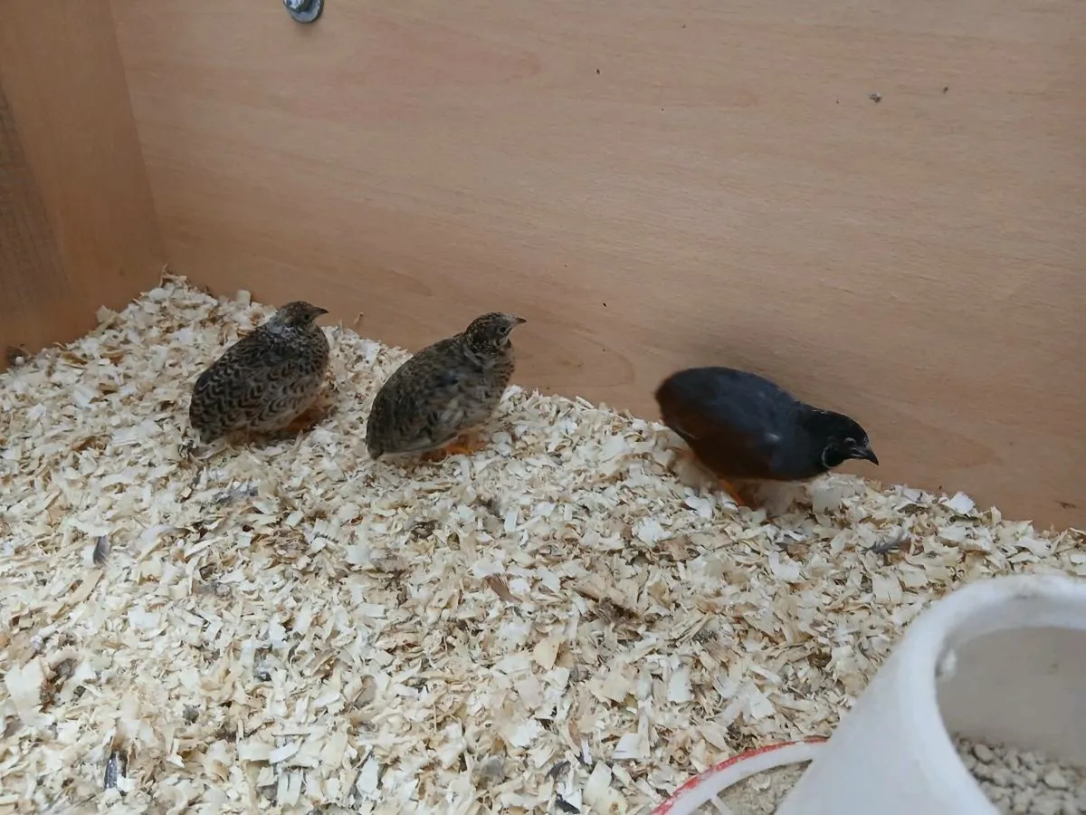 Button quail - Image 1