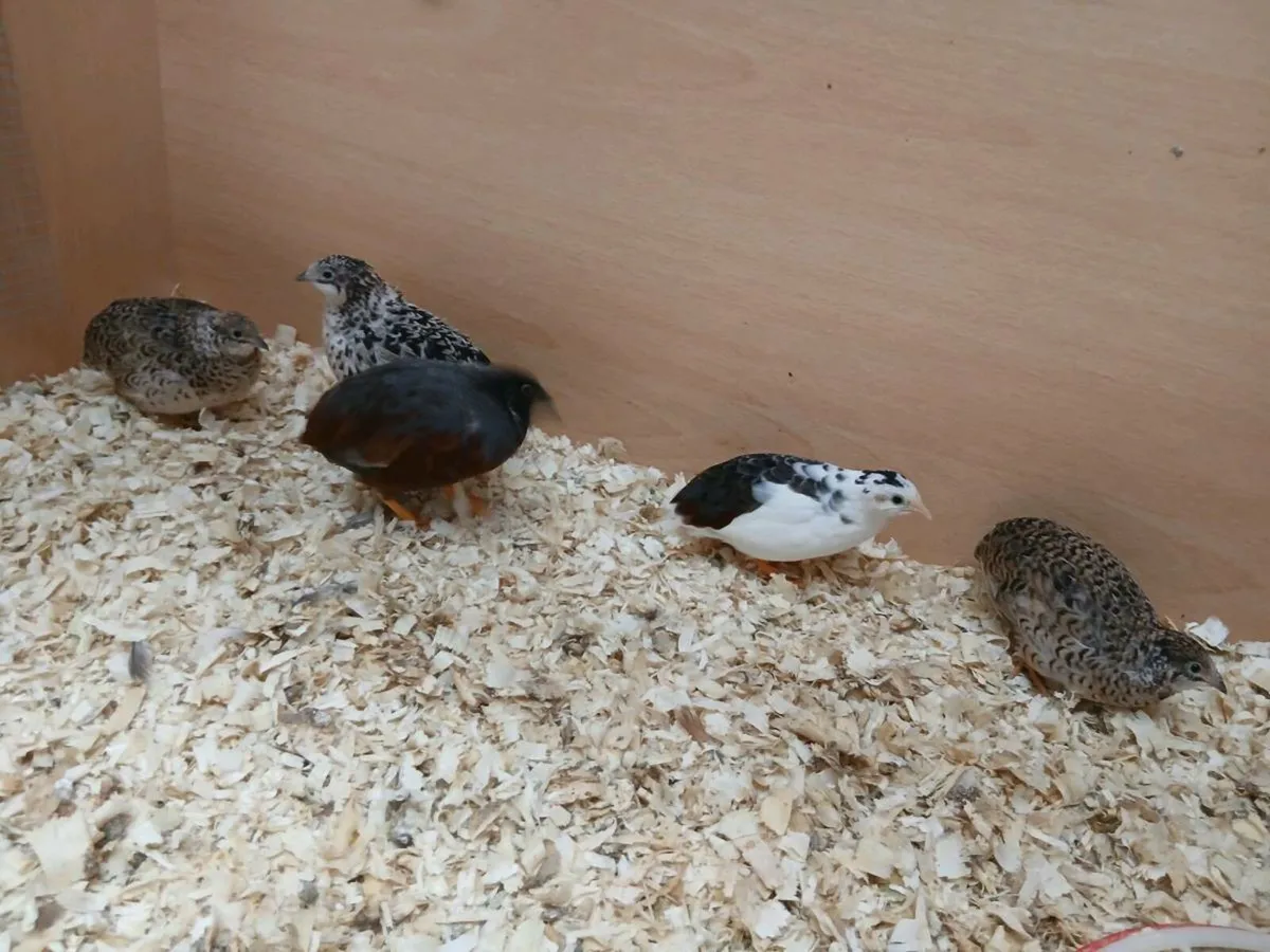 Button quail - Image 2
