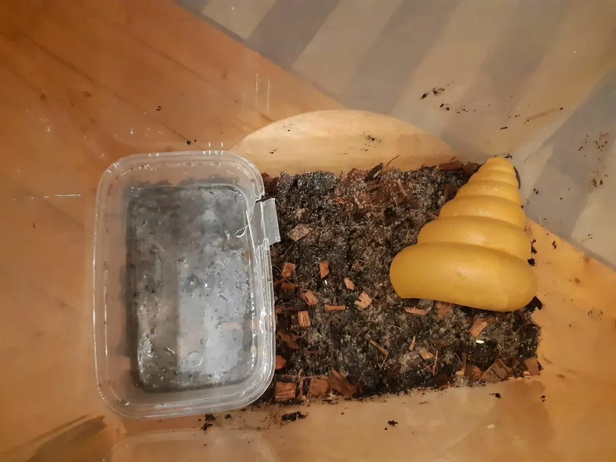 Crested Gecko with Small Bioactive Enclosure  €140 - Image 2