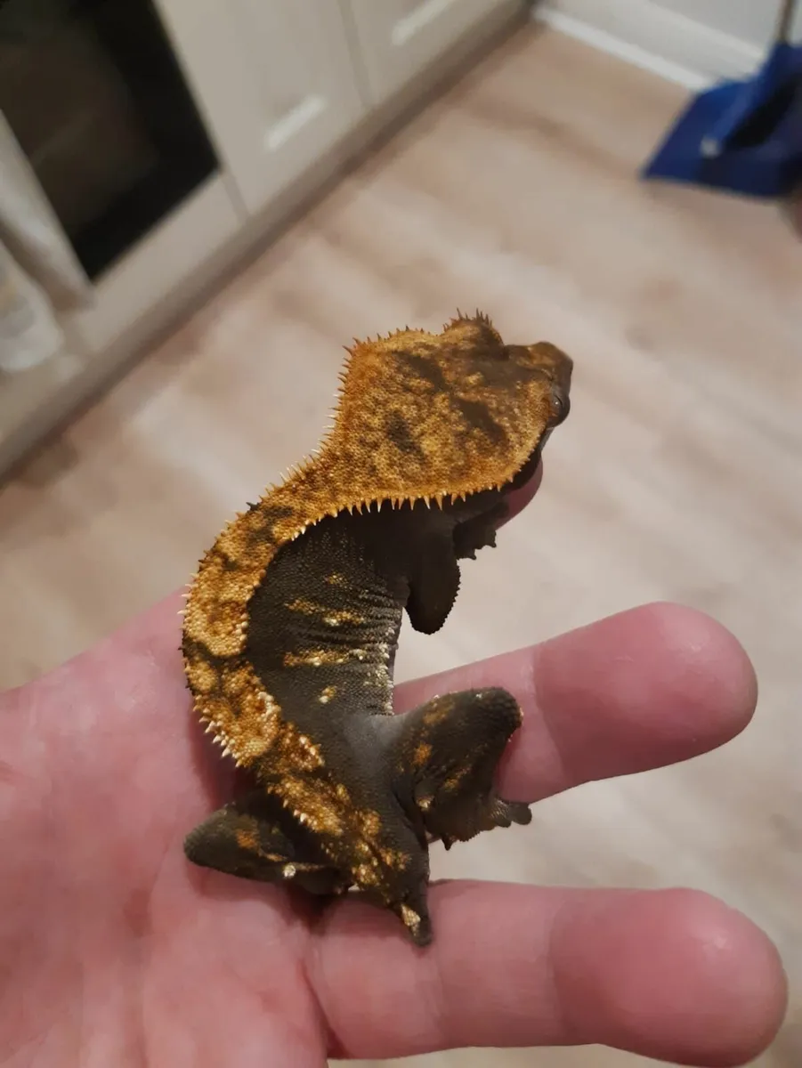 Crested Gecko with Small Bioactive Enclosure  €140 - Image 3