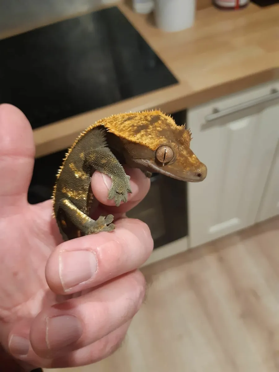 Crested Gecko with Small Bioactive Enclosure  €140 - Image 1