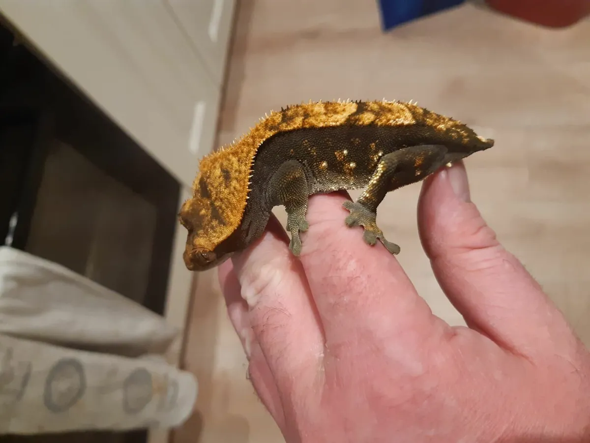 Crested Gecko with Small Bioactive Enclosure  €140 - Image 4