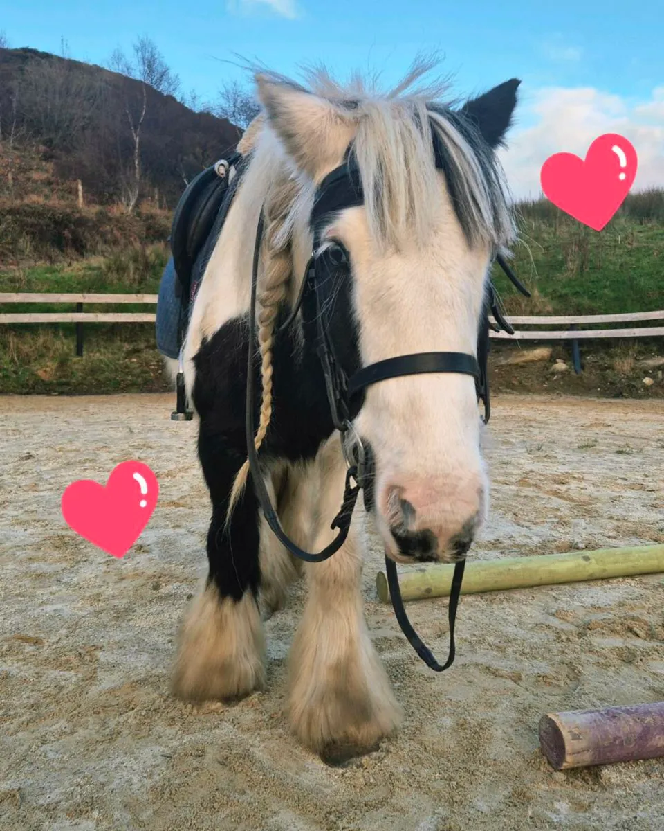 13hh Heavy Cob Gelding - Image 1