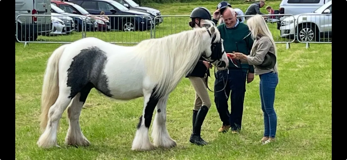 13hh Heavy Cob Gelding - Image 2