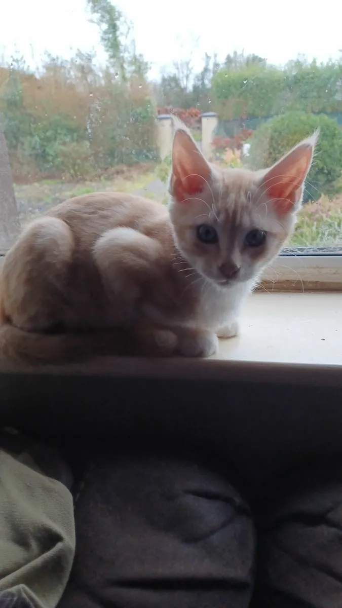 Pure breed Maine Coone kitten - Image 2