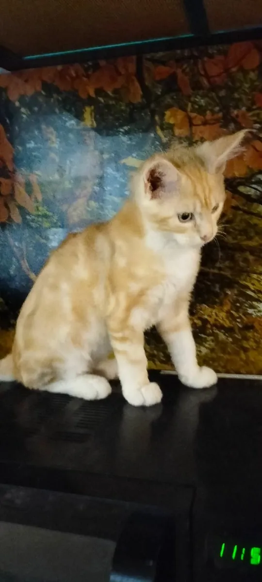 Pure breed Maine Coone kitten - Image 3