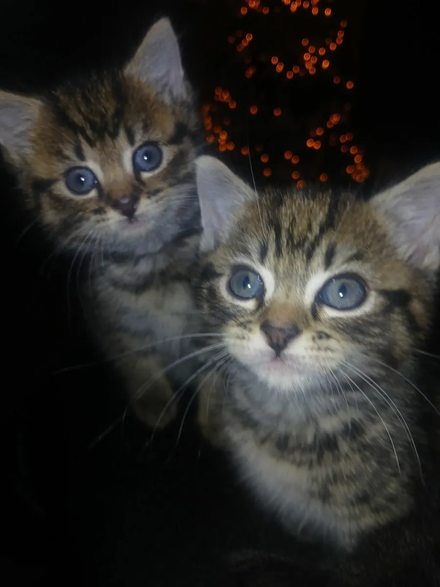 Kittens - Image 1