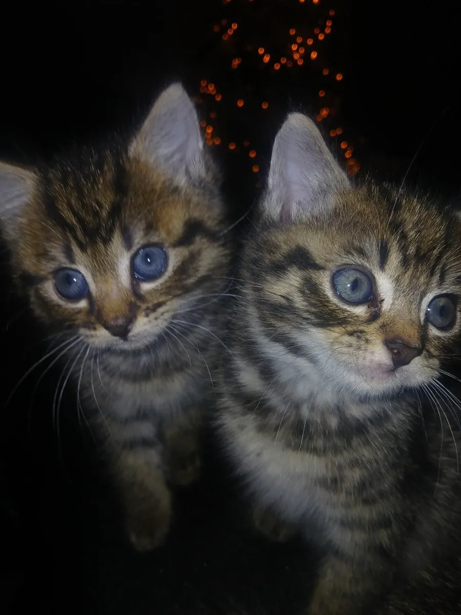 Kittens - Image 3
