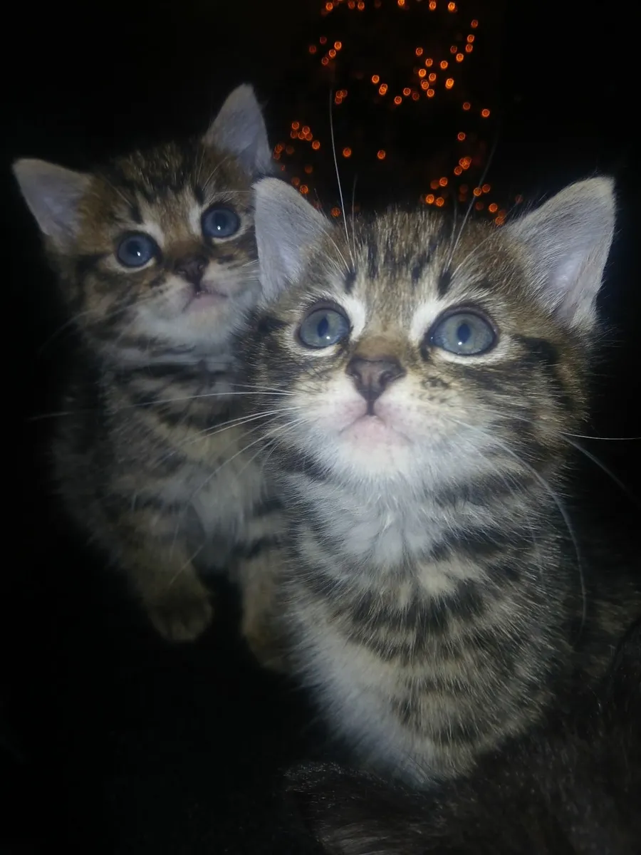 Kittens - Image 2
