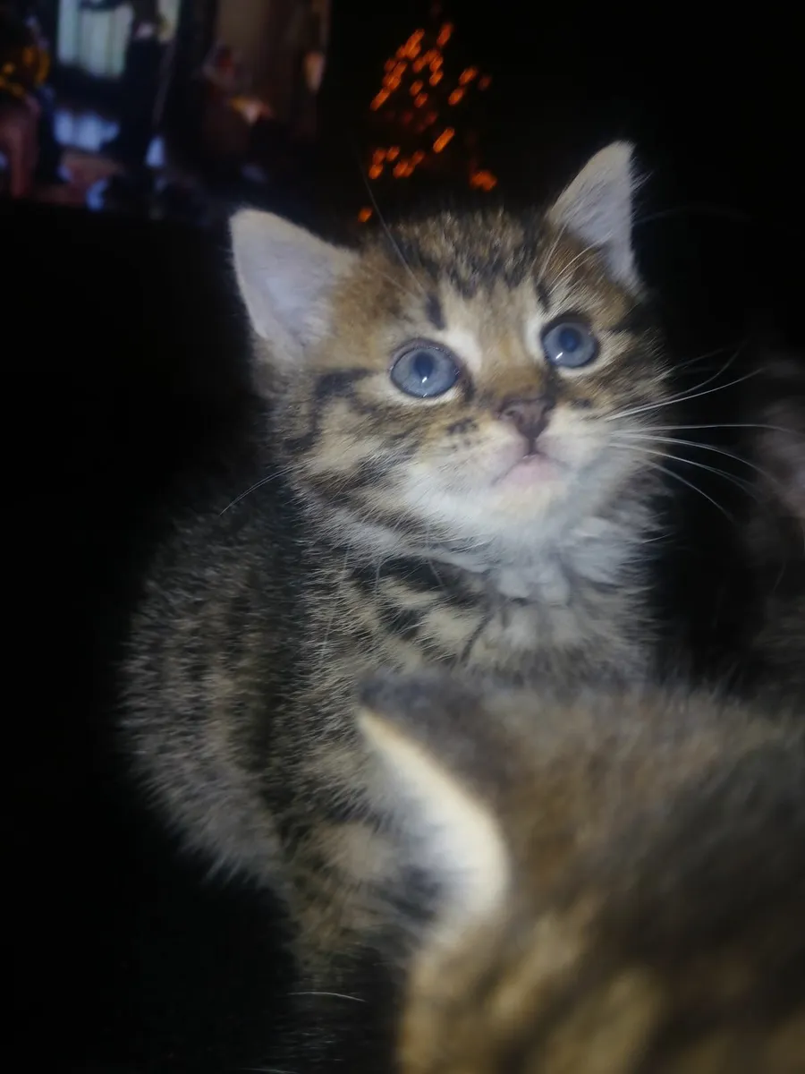 Kittens - Image 4