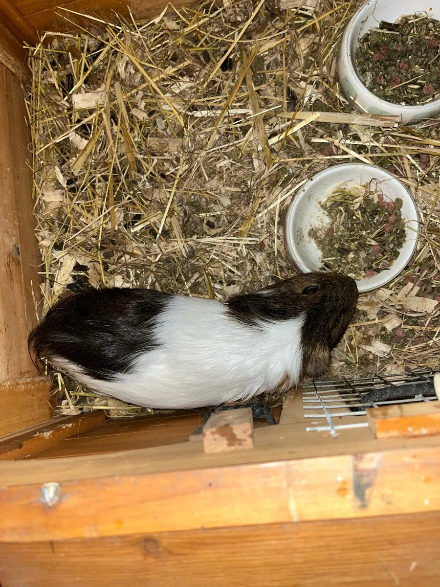 Guinea pigs - Image 1