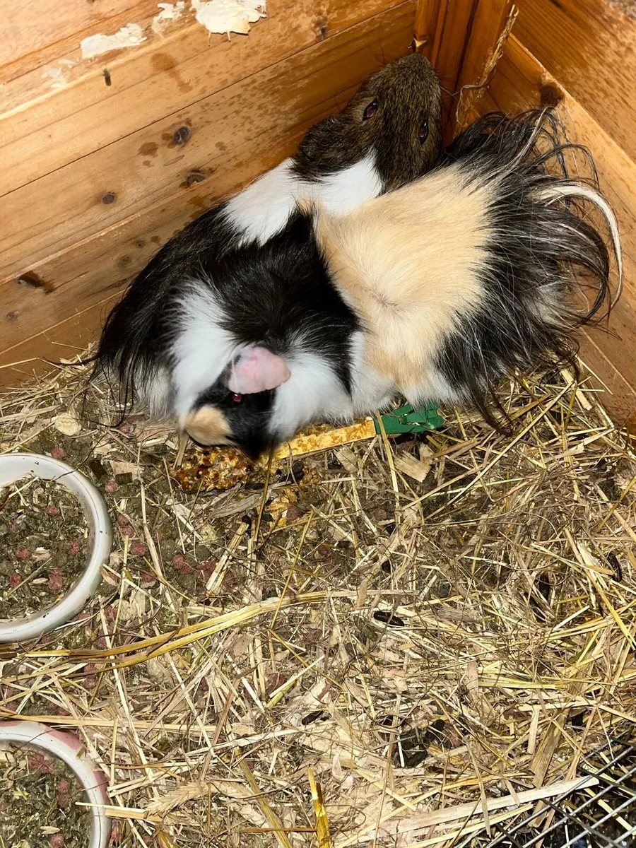 Guinea pigs - Image 2