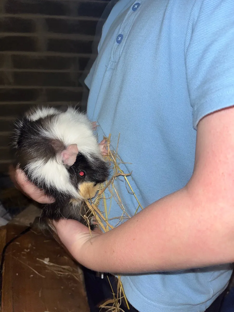 Guinea pigs - Image 3