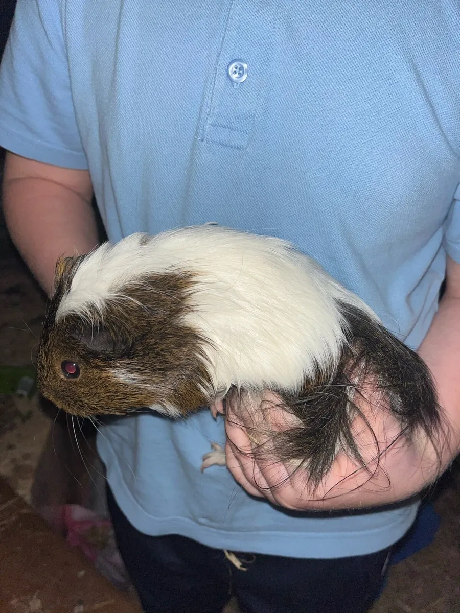 Guinea pigs - Image 4