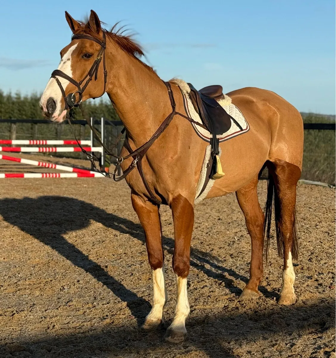 Gentle giant - Image 1