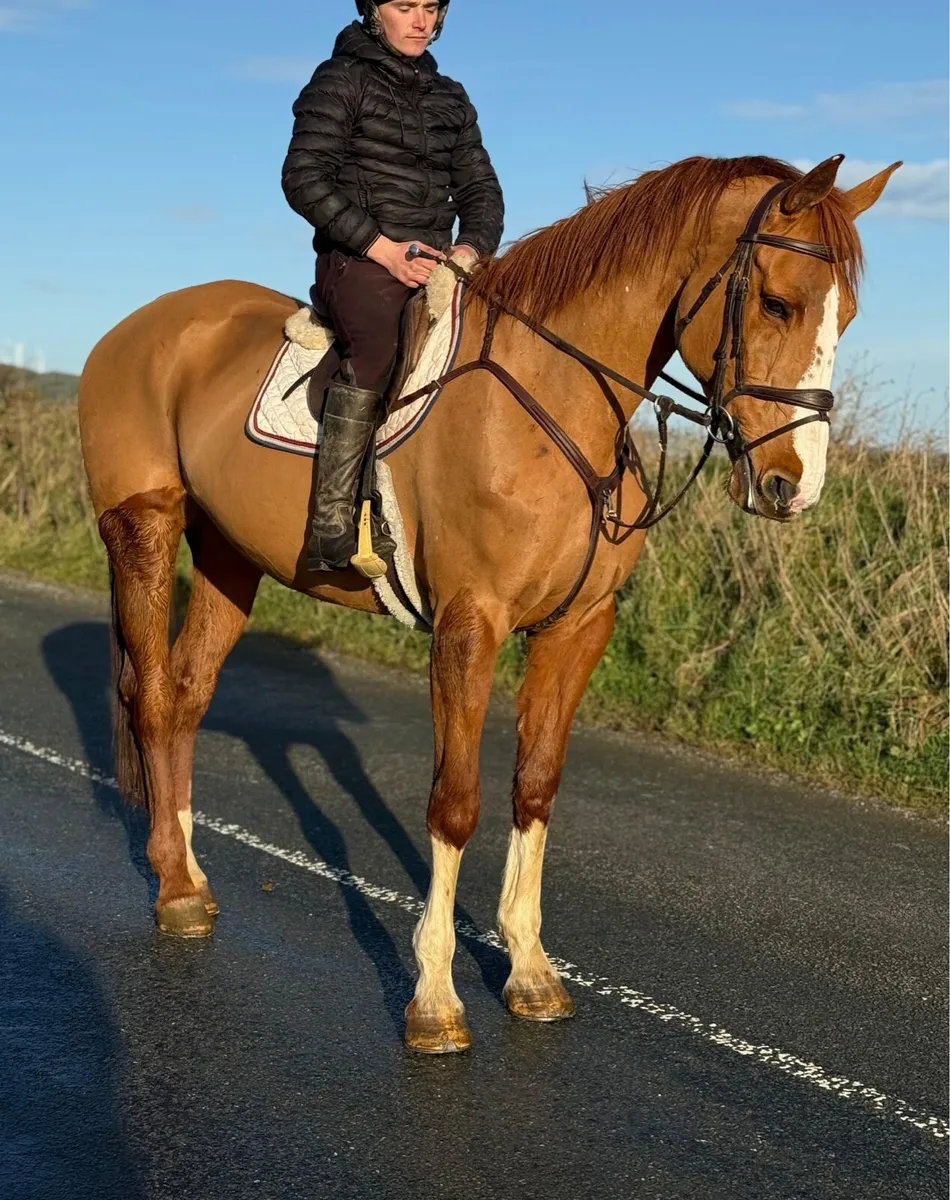 Gentle giant - Image 2