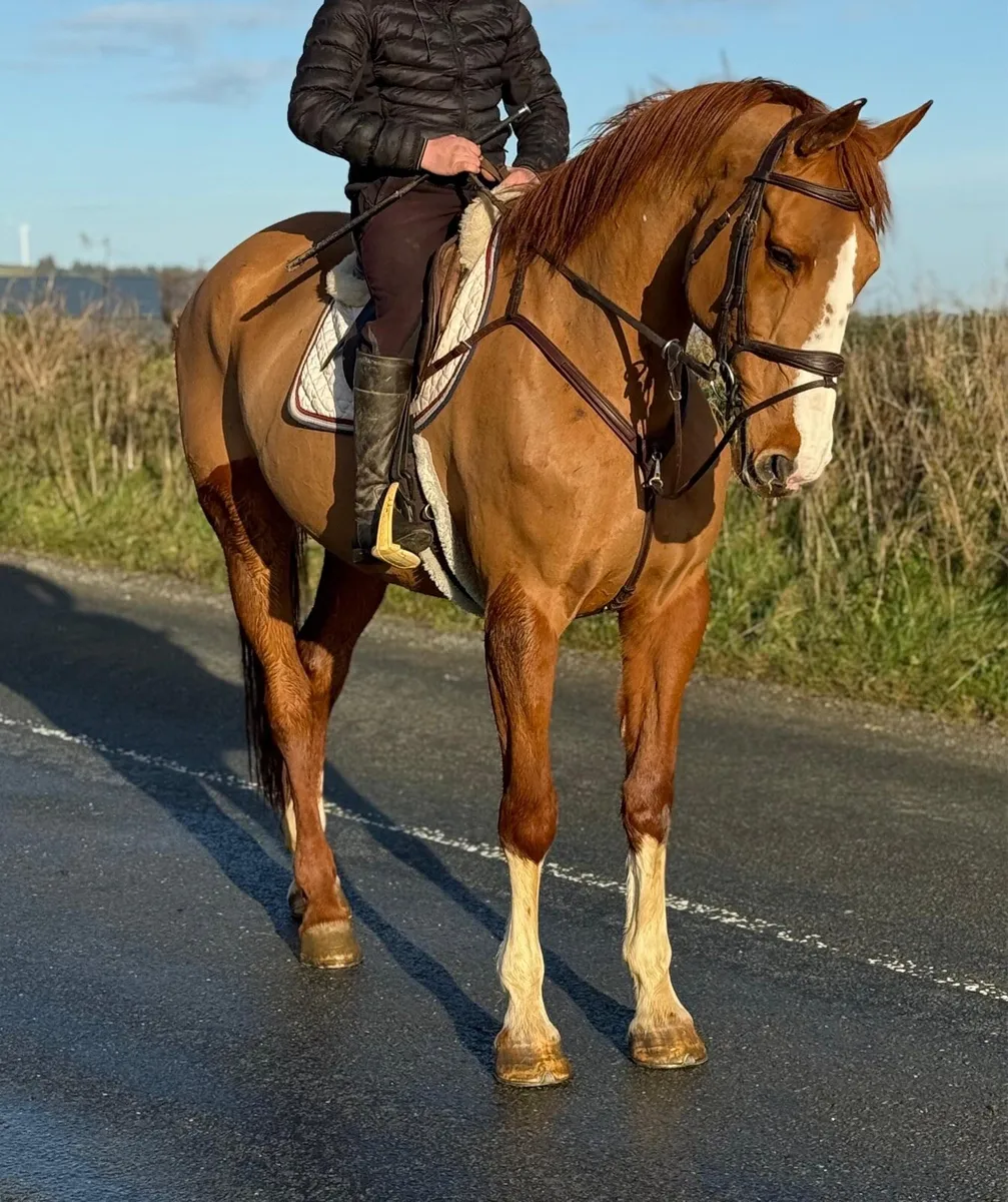 Gentle giant - Image 3