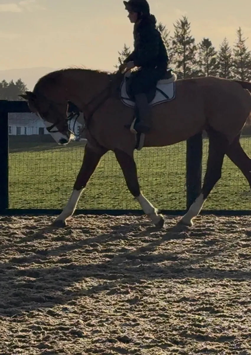 Gentle giant - Image 4