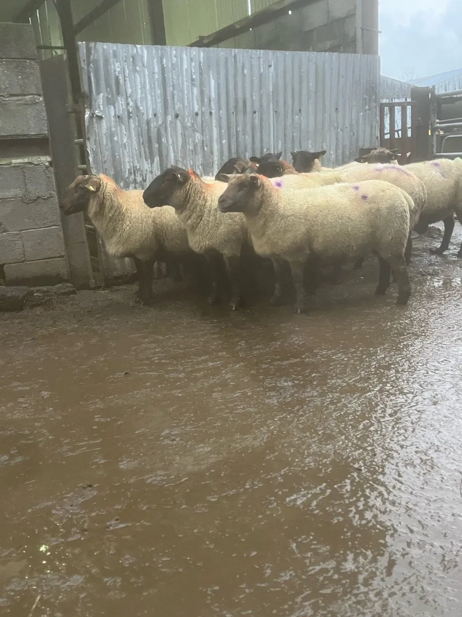 💥8 inlamb Suffolk ewes 💥 - Image 1
