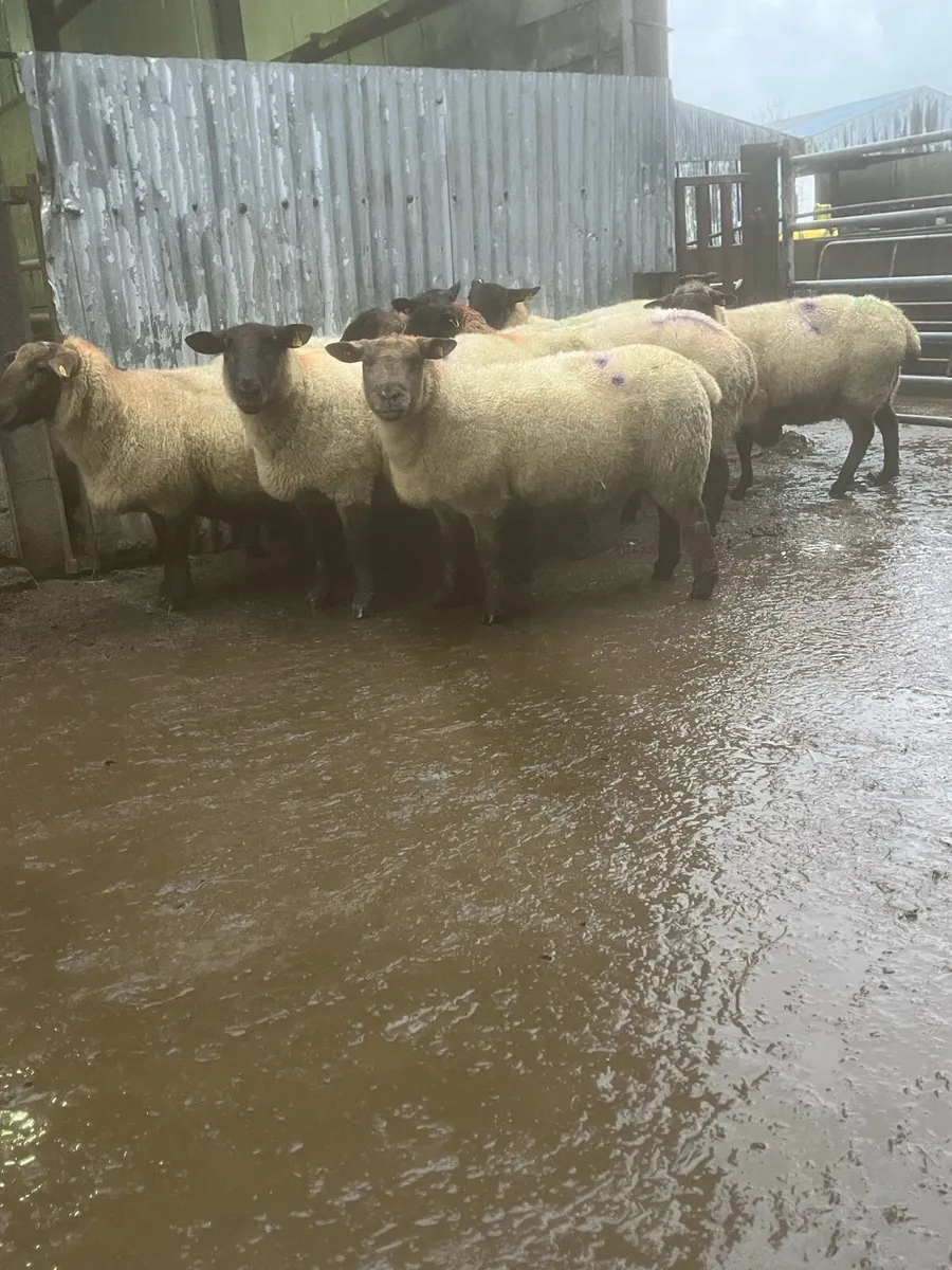 💥8 inlamb Suffolk ewes 💥 - Image 2