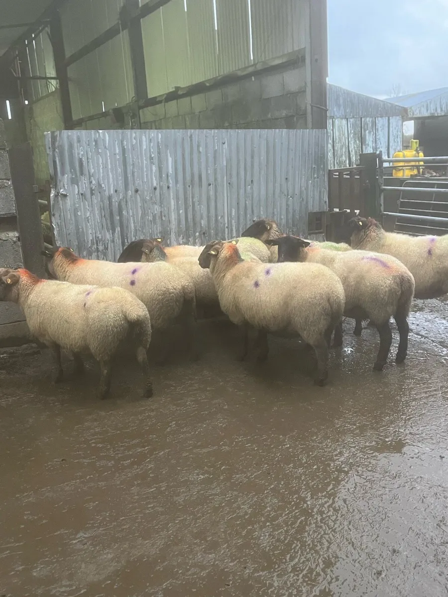 💥8 inlamb Suffolk ewes 💥 - Image 3