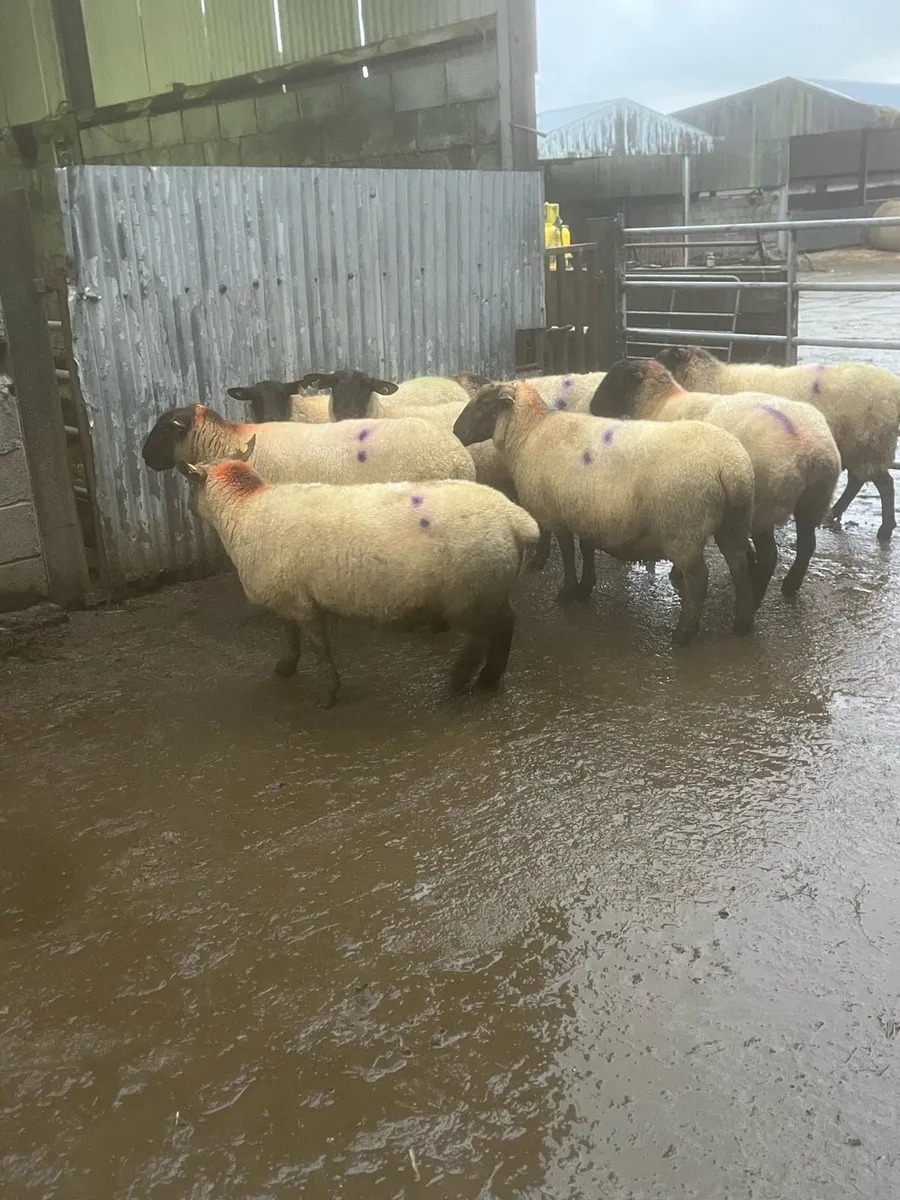 💥8 inlamb Suffolk ewes 💥 - Image 4