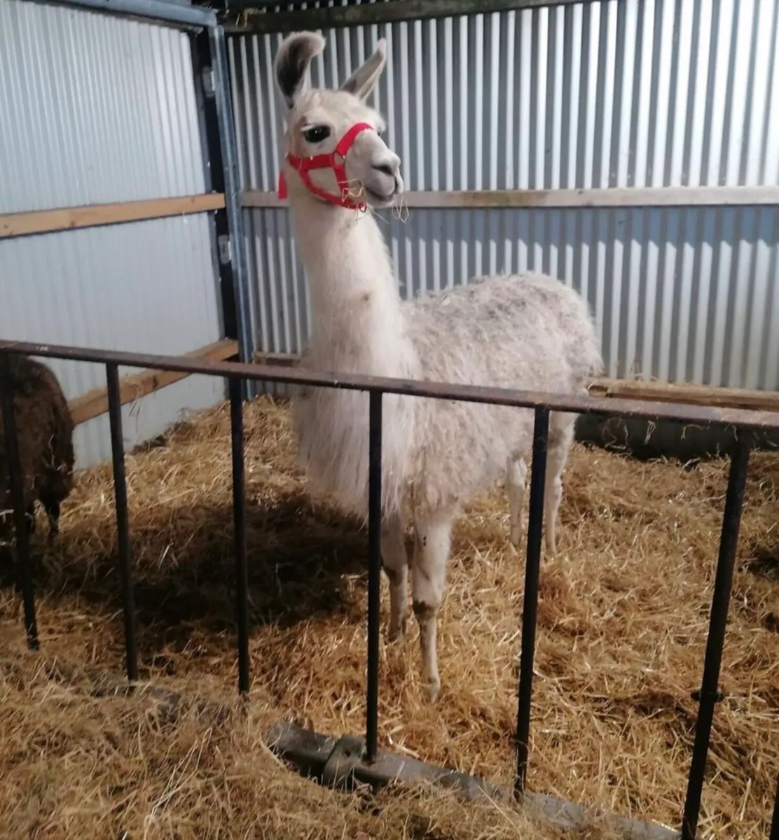 Llama - Image 2