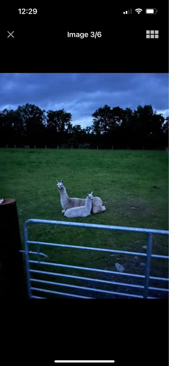 Llama - Image 4