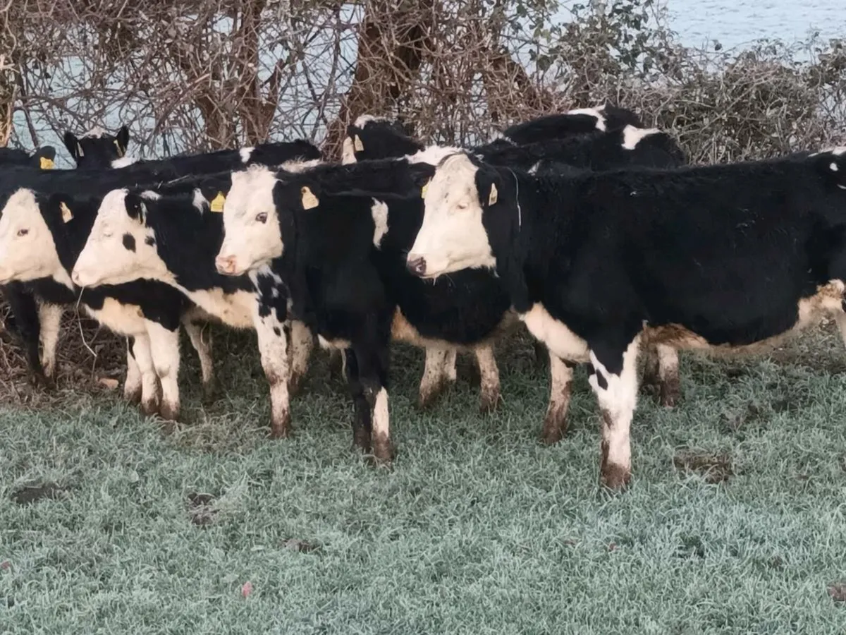 8 ⭐️ SIMENTAL HEIFERS FOR SALE - Image 1