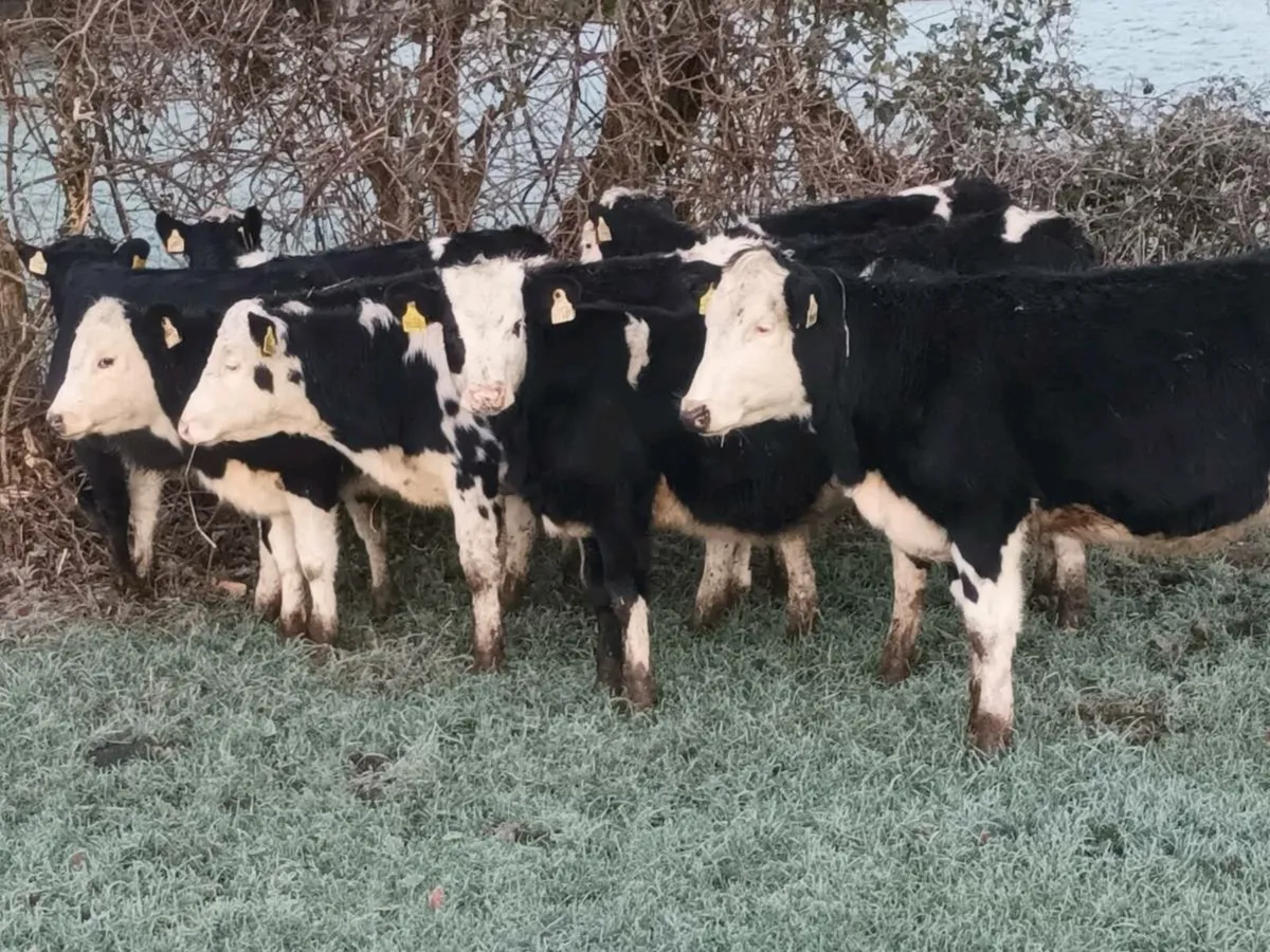 8 ⭐️ SIMENTAL HEIFERS FOR SALE - Image 2