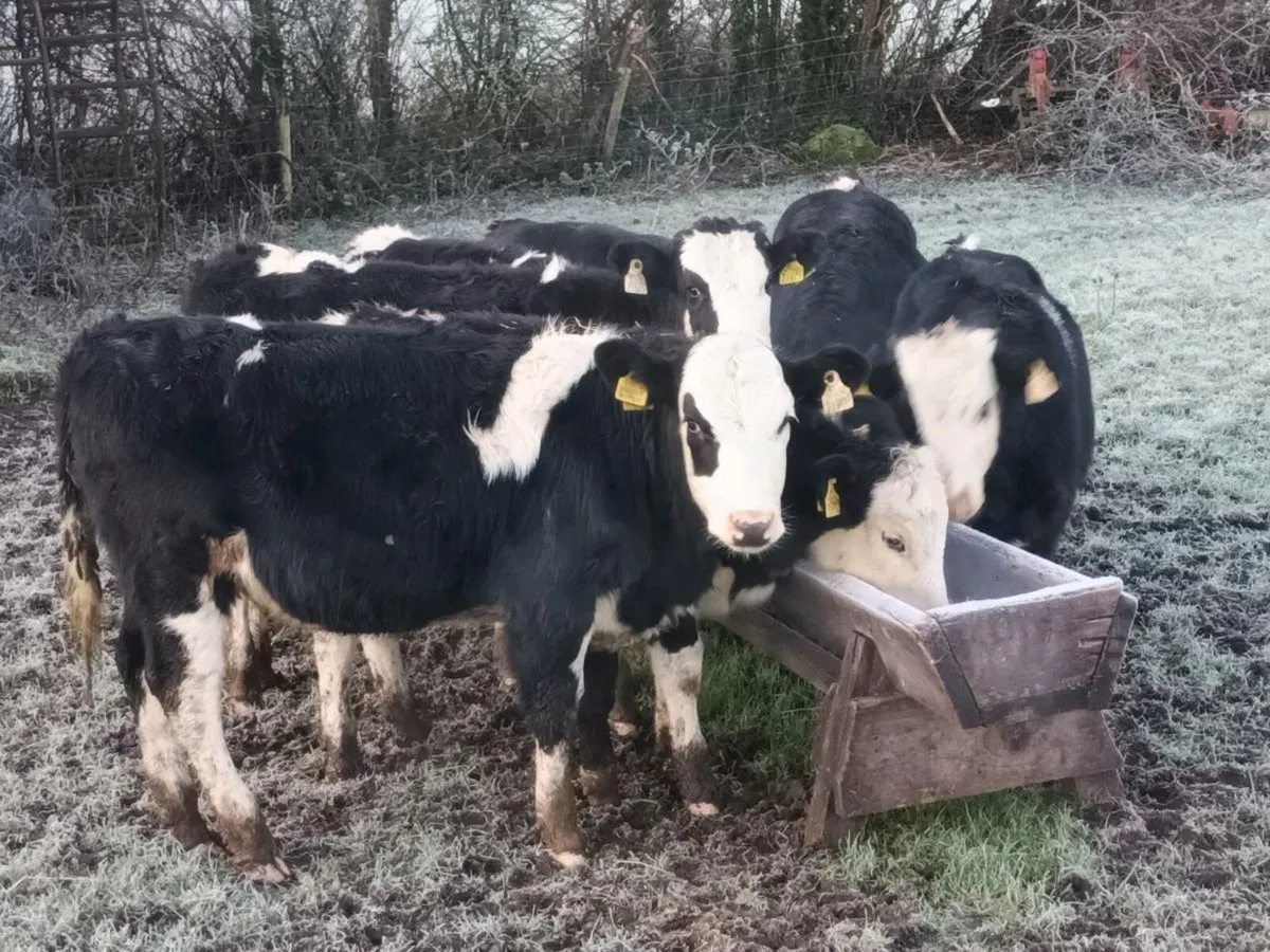 8 ⭐️ SIMENTAL HEIFERS FOR SALE - Image 3