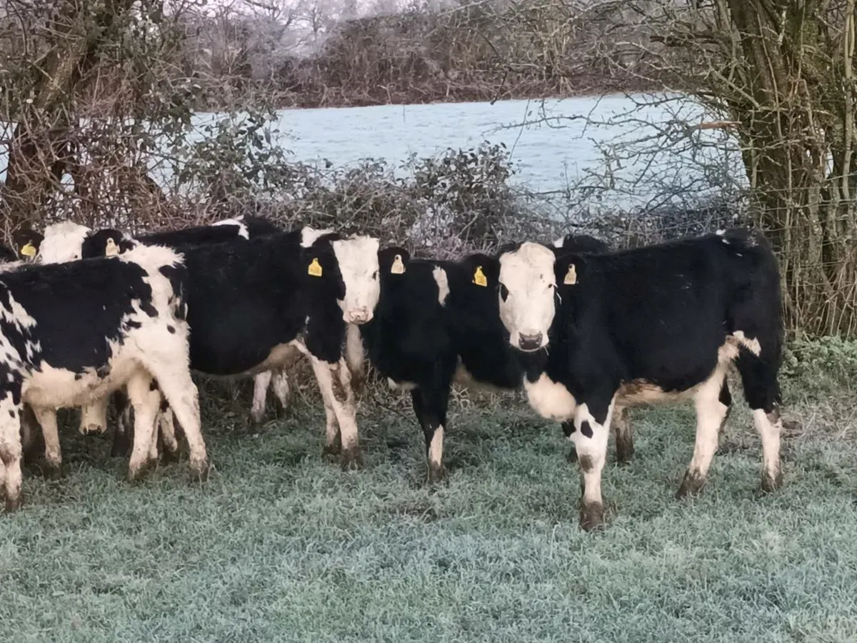 8 ⭐️ SIMENTAL HEIFERS FOR SALE - Image 4