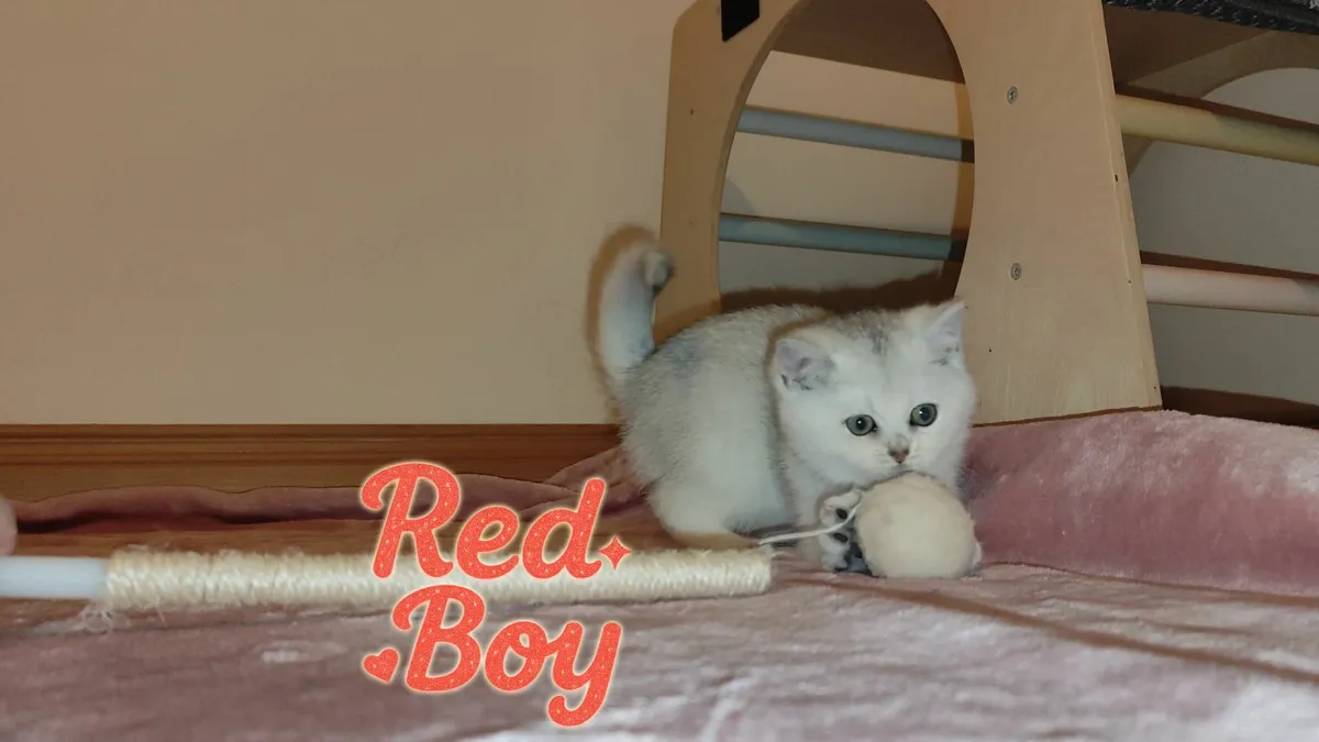 🏆 TICA British Shorthair Kittens🏆 - Image 1