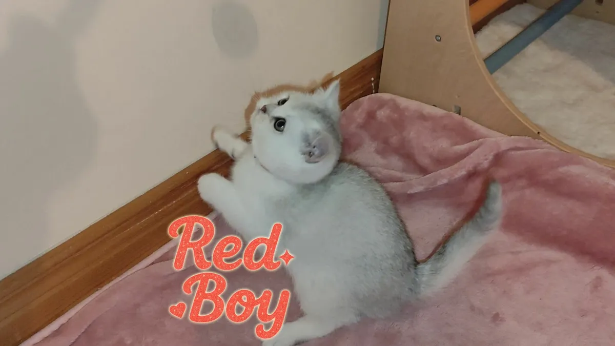 🏆 TICA British Shorthair Kittens🏆 - Image 3