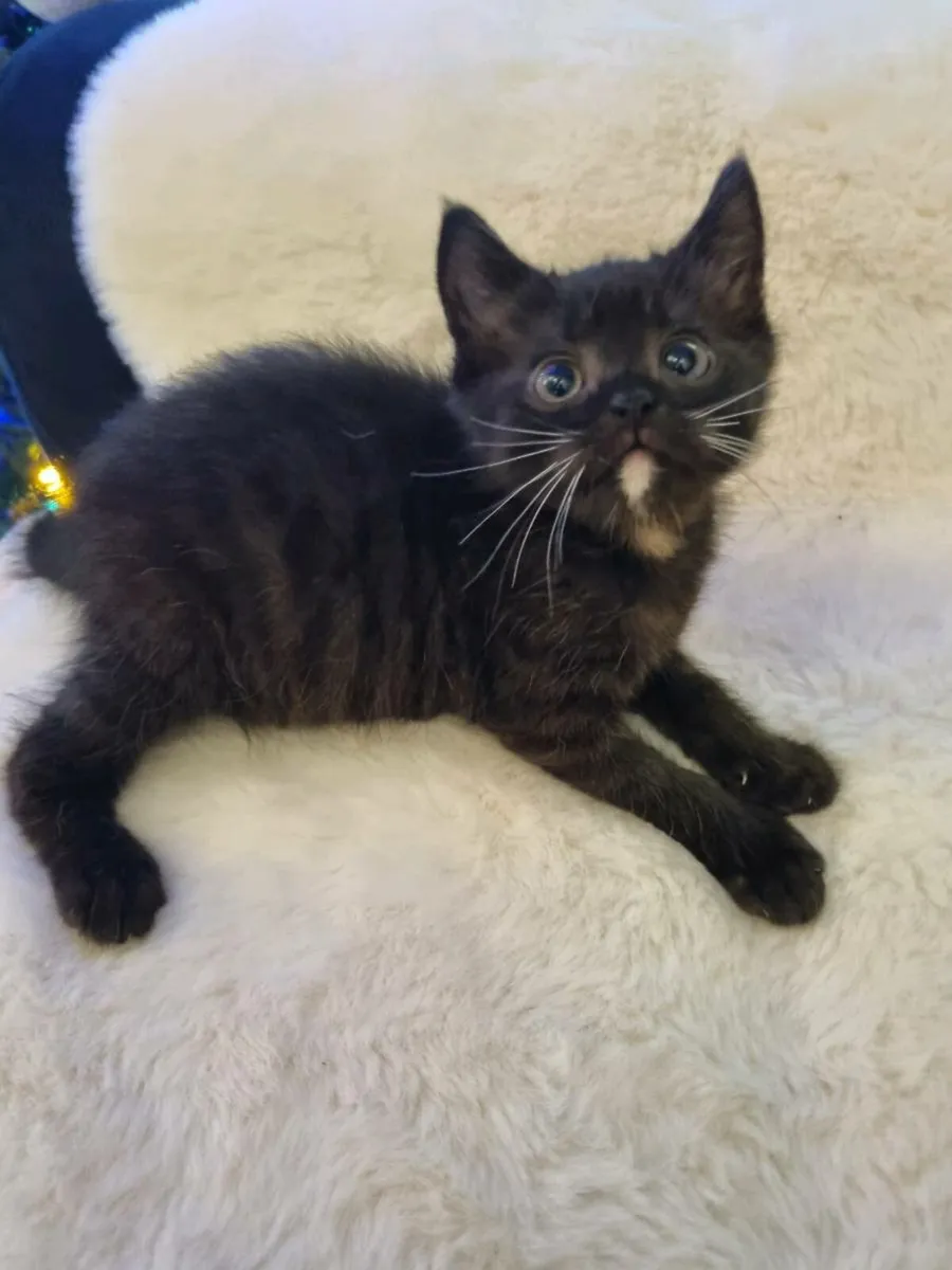 British Shorthair cross - Image 1