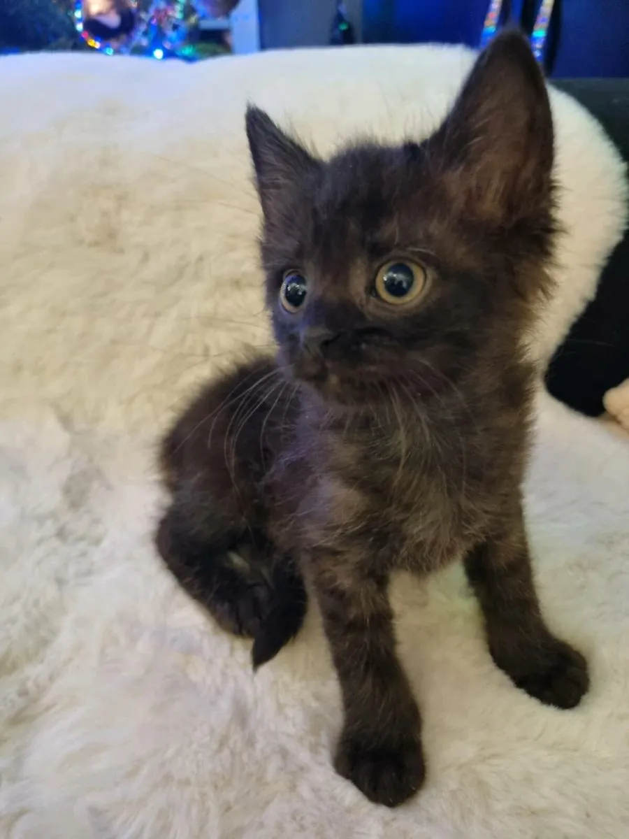 British Shorthair cross - Image 2