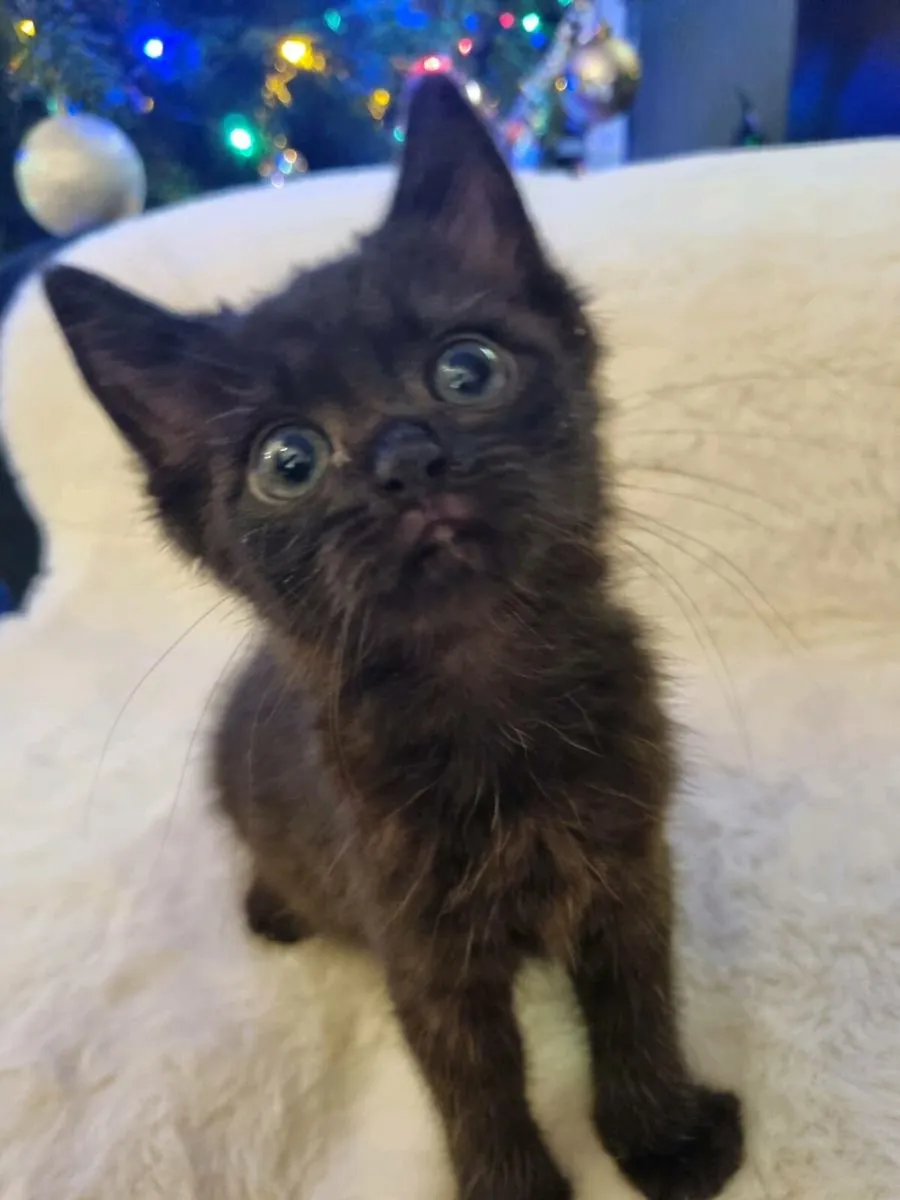 British Shorthair cross - Image 3