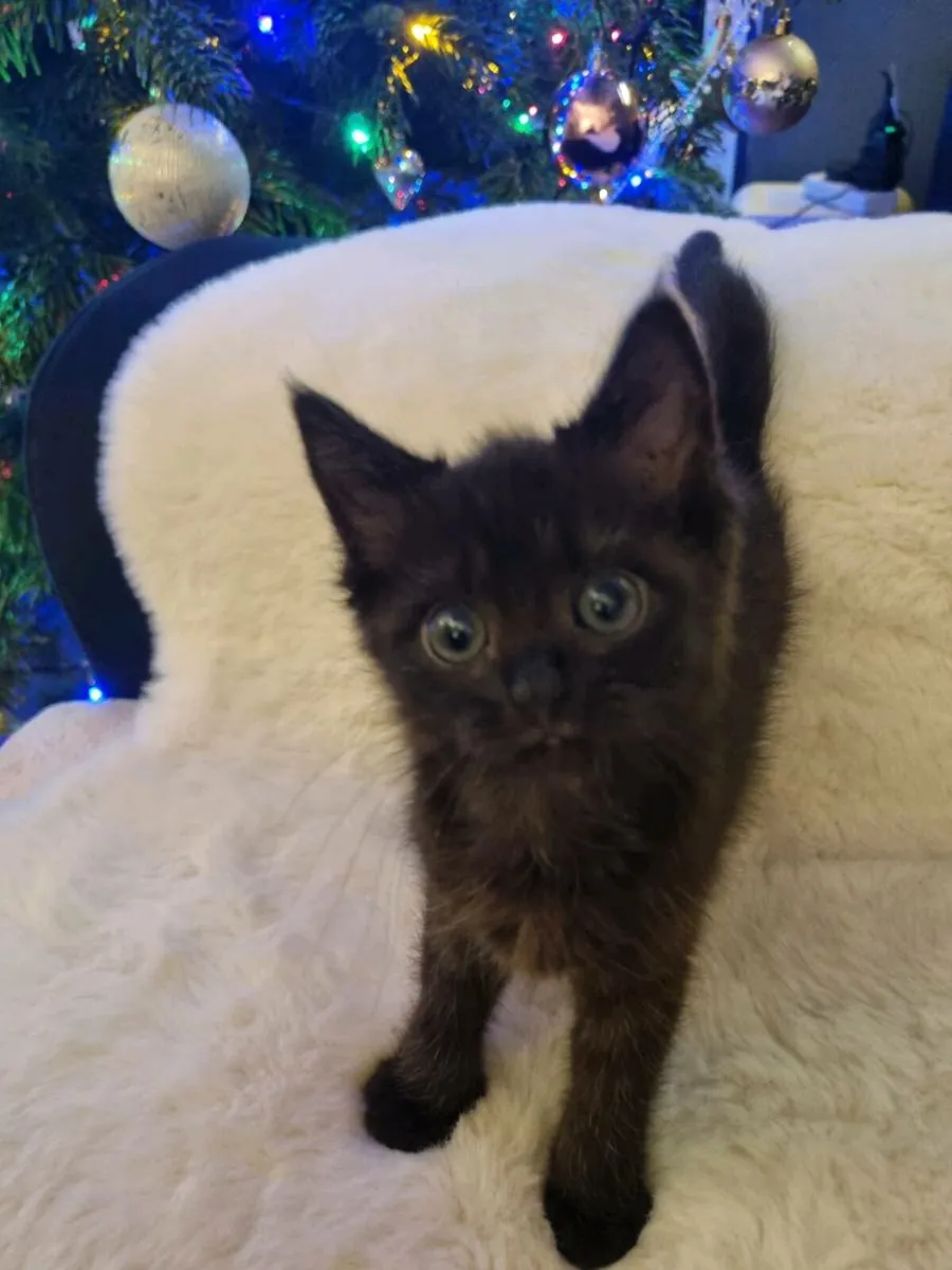 British Shorthair cross - Image 4