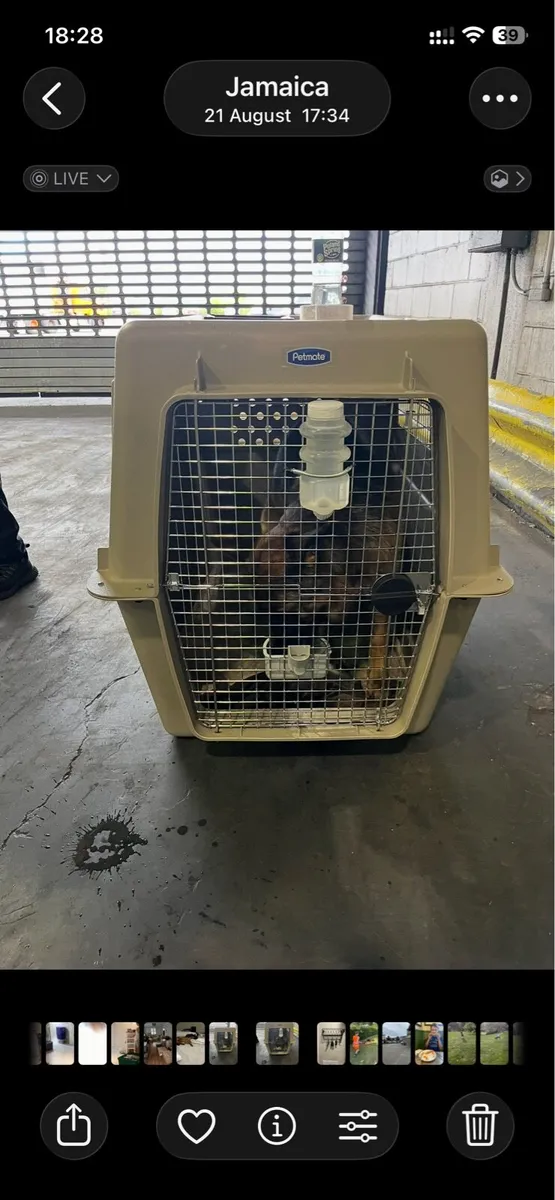 PetMate Dog Kennel - Giant size - Image 2