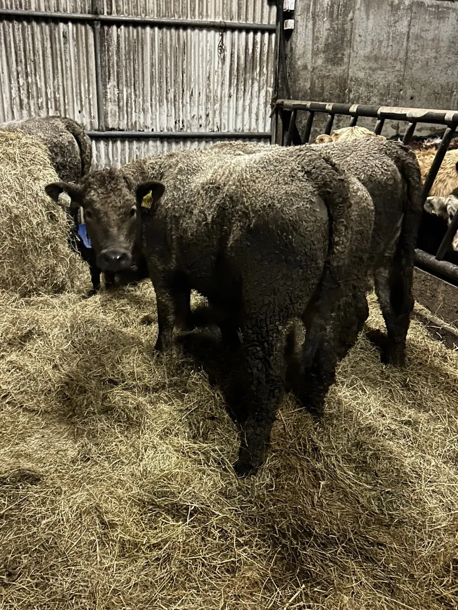 3 Charlaois heifers 340kg - Image 1