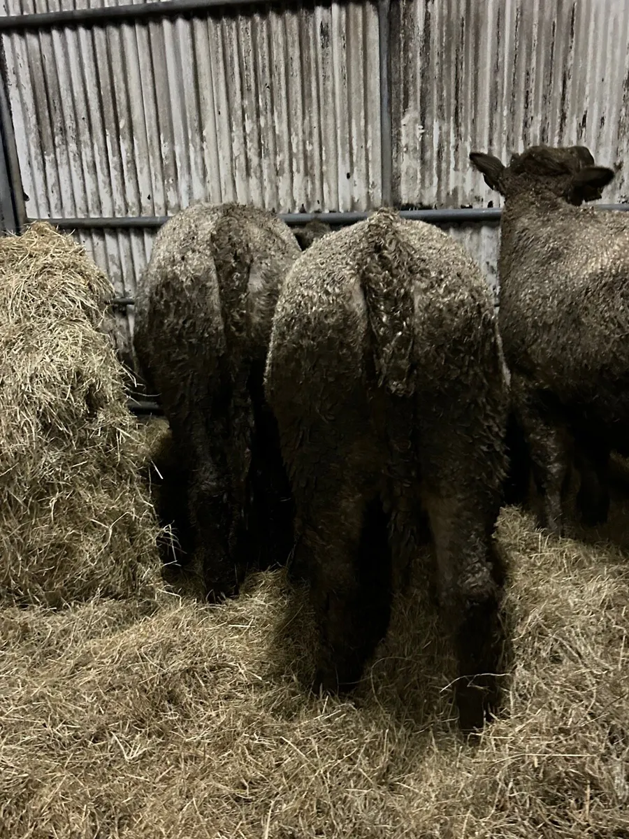 3 Charlaois heifers 340kg - Image 2